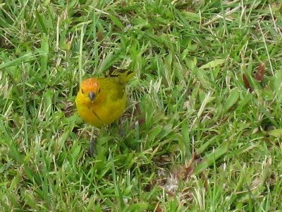 IMG_0968UP.JPG