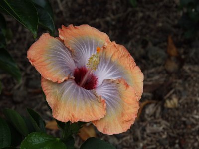 IMG_6562UP.JPG
