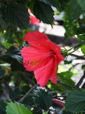 IMG_6661UP.JPG