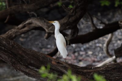 IMG_7604SZ.JPG