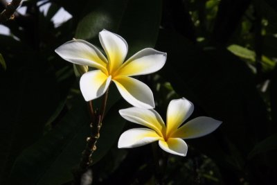 IMG_7827SZ.JPG