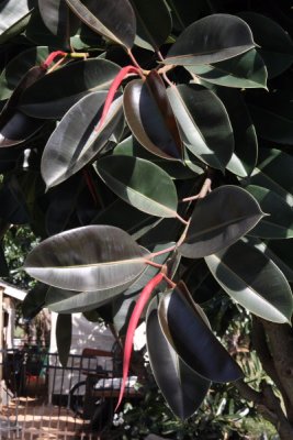 IMG_7844SZ.JPG