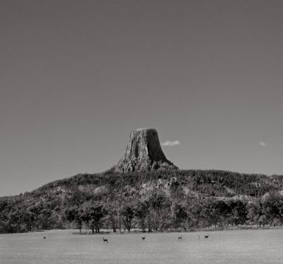 Devil's Tower with Deer, 2000