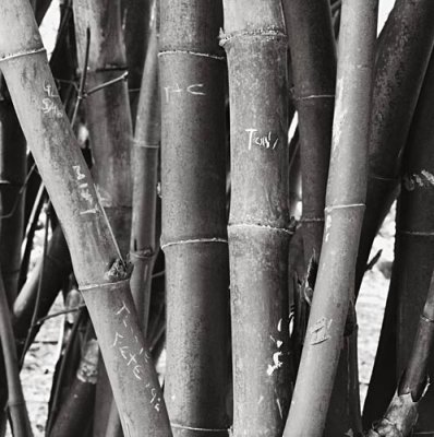 Bamboo and Grafitti, Oahu 1993