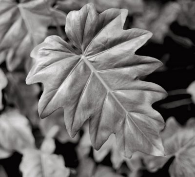 Leaf, Big Island, Hawaii, 1993