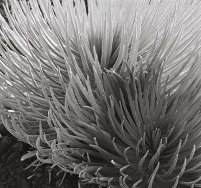 Silversword, Maui, 1993