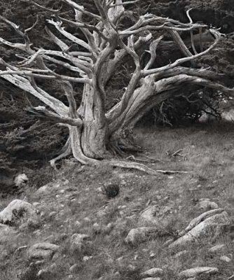 Monterey Cypress, Pt Lobos, CA 1999