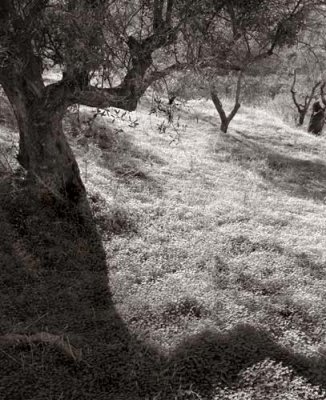 Olive Trees, Monda, Spain, no. 2, 2002