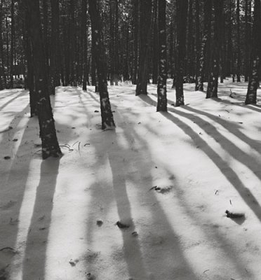 Ponderosa Pine in Winter no. 2, Colorado, 2001
