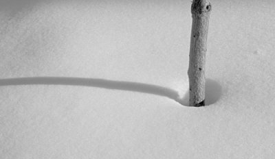 Zen Tree (My Front Yard), Colorado, 1997