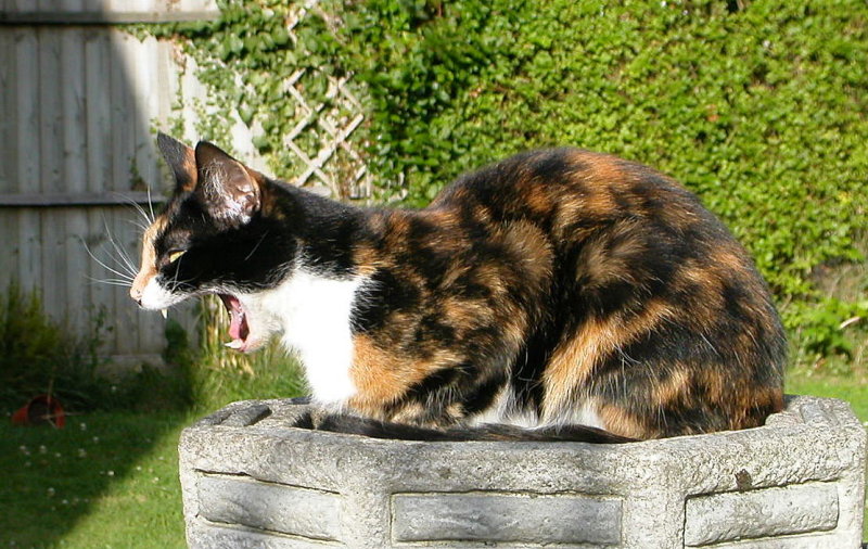 Socks-in-birdbath 009.jpg