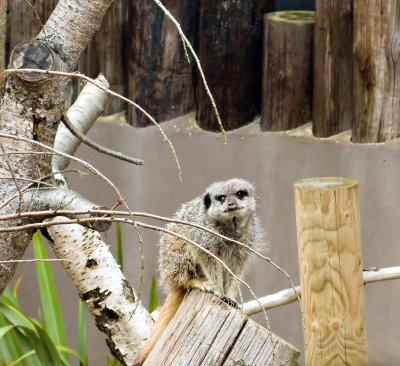 Meercats-6688-1.jpg