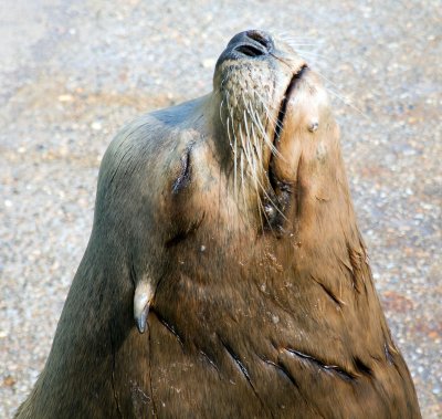 Sealion-6596-1.jpg