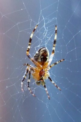 Spider-from-below-406.jpg