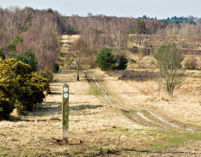 Chobham_Common_7812_ed1.jpg