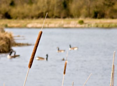 Bullrushes_7695_ed1.jpg