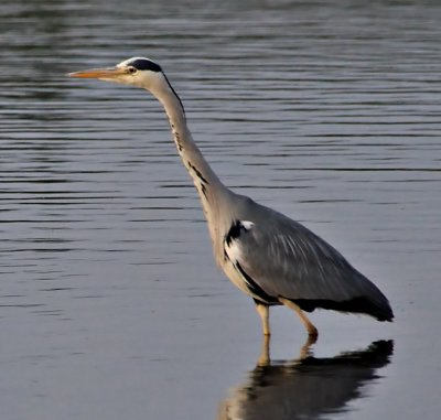 Grey Heron - Ardea cinerea