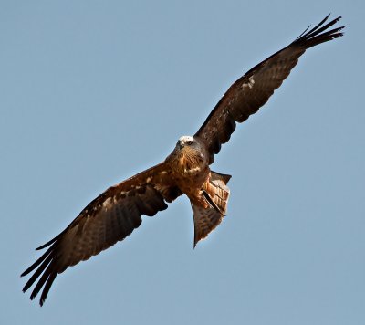 European Black Kite - Milvus migrans migrans