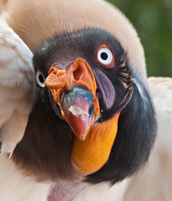 King Vulture - Sarcoramphus papa