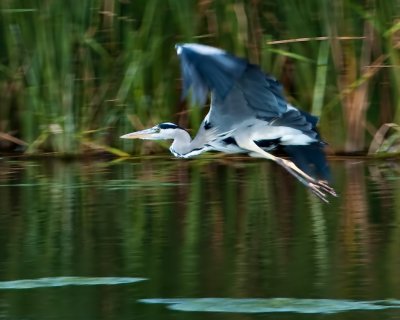 Heron_10622_N-D5k_W1024.jpg