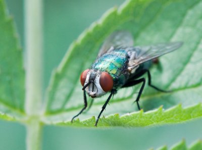 PAD2010_07_03_Fly_DSC_25280_H1050.jpg