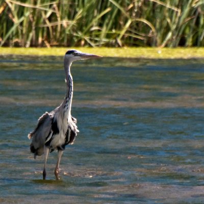 Heron_DSC_26750_S700.jpg