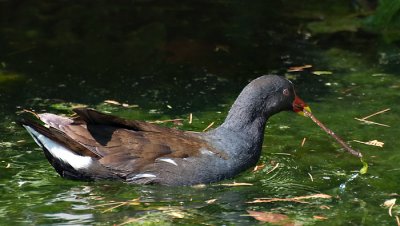 Moorhen_DSC_28751_W700.jpg