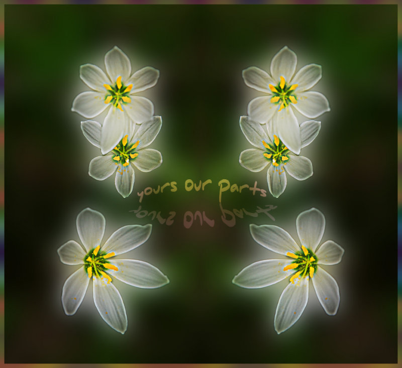 White Flowers.jpg