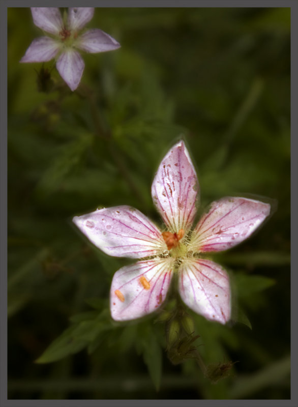 WILD FLOWERS.jpg