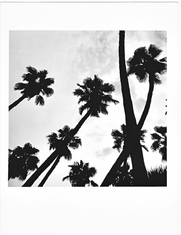 Palm trees