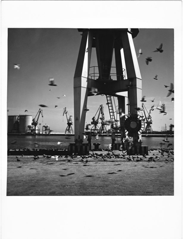 Les Grues / Malaga - Espagne
