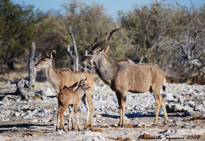 Ombika waterhole: greater kudus family