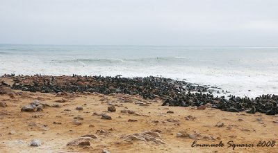 the colony of Cape fur seals