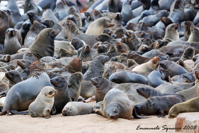 thousands of seals on the beach