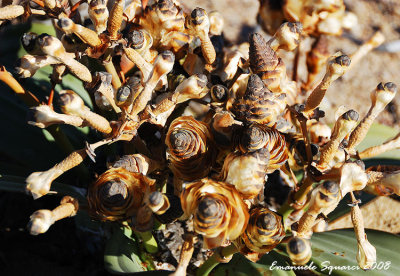 Welwitschia cones