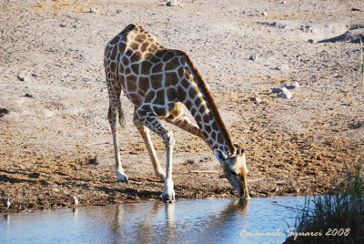 The difficult task of drinking water