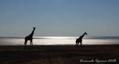 Giraffes in front of Etosha pan