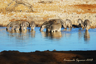 Zebras at Okaukuejo w.