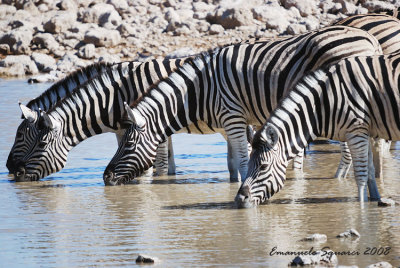 Zebras