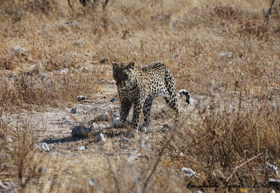 Leopard: a brief apparition for a great emotion