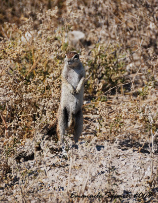 A likeble ground squirrel