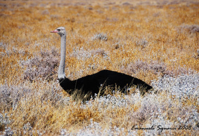 Ostrich