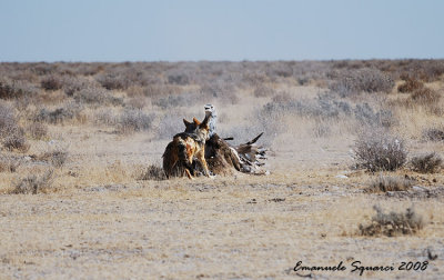 Mortal combat between two jackals and a Kori bustard