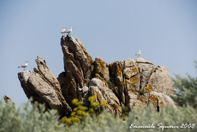 Mortorio Isle: gulls