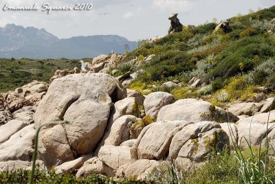 Mortorio Isle: gulls