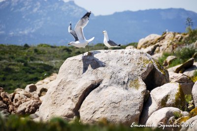 Mortorio Isle: gulls