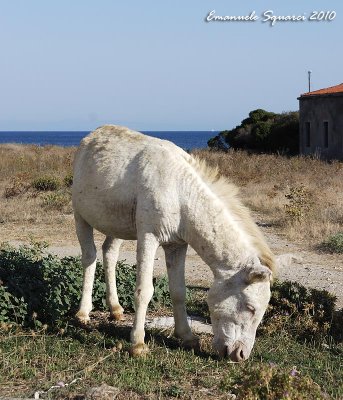 The famous albino mule of Asinara