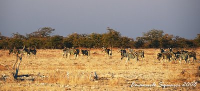 Zebras in the red light of sunset