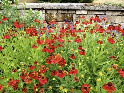 Flowers - Chatsworth House