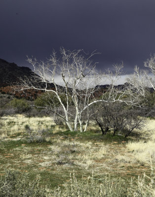 white tree bold colors WEB AND SOB.jpg